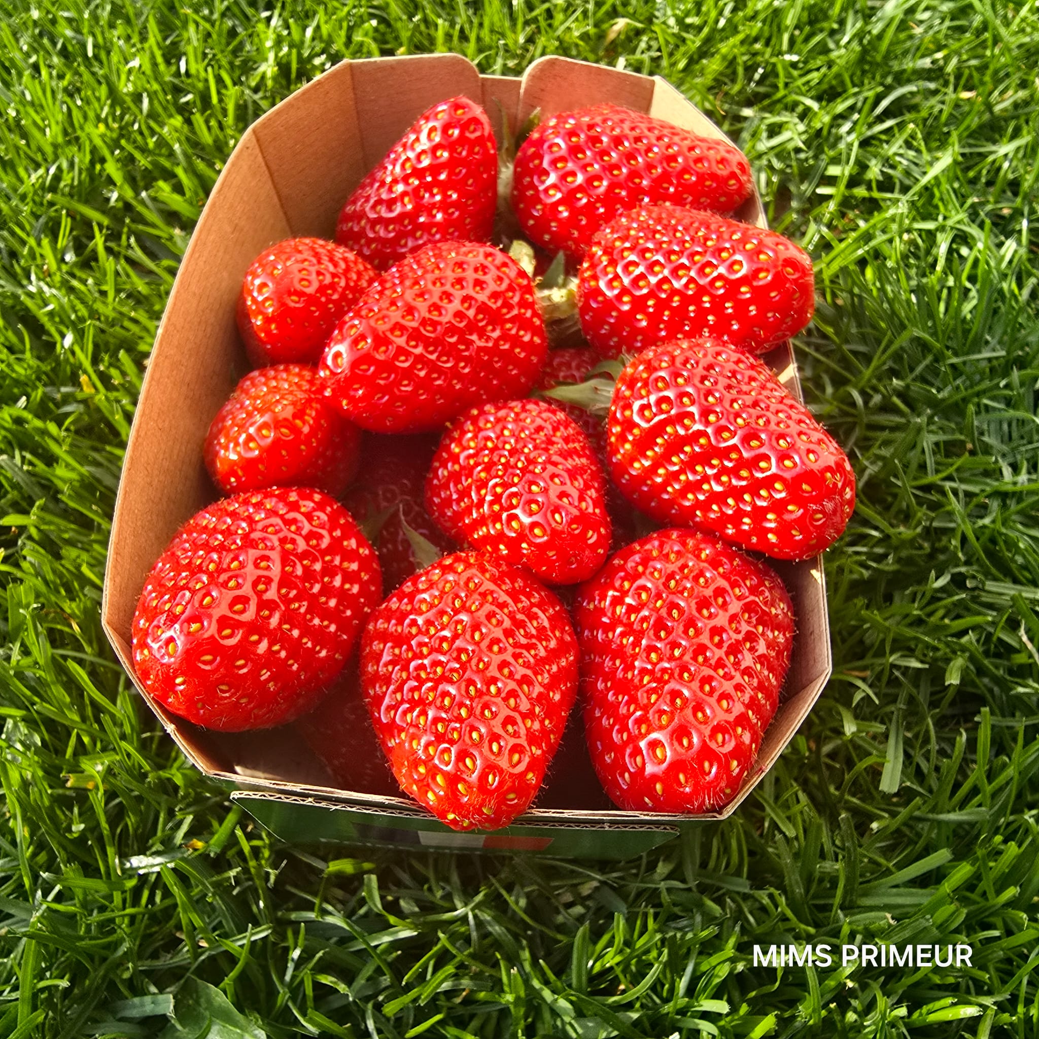 FRAISE GARIGUETTE