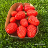 FRAISE GARIGUETTE