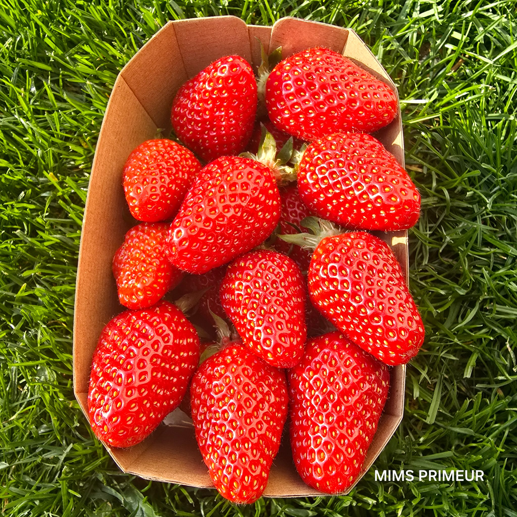 FRAISE GARIGUETTE
