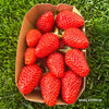 FRAISE GARIGUETTE