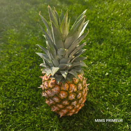 ANANAS COSTA RICA