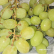 Seedless grapes