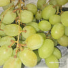 Seedless grapes