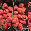 FRAMBOISE