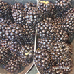 Belgian Blackberry