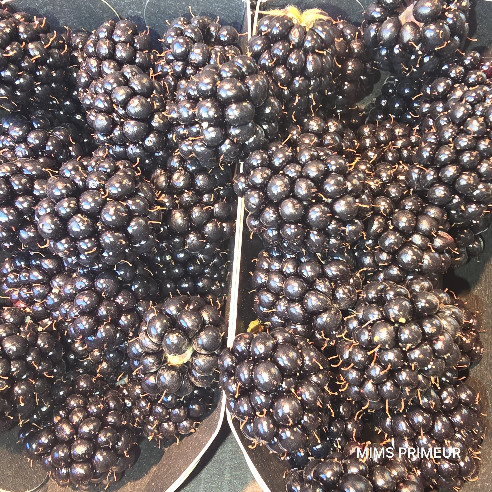 Belgian Blackberry