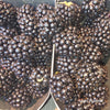 Belgian Blackberry