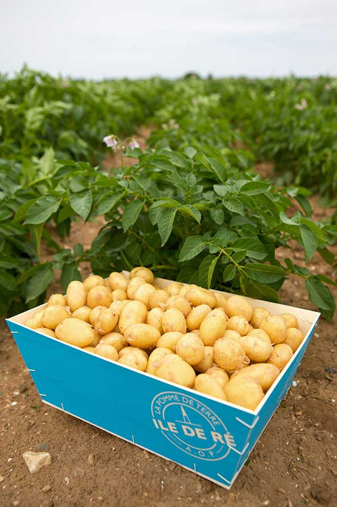 PATATE DE L'ÎLE DE RÉ