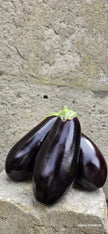 AUBERGINE NOIRE BELGE