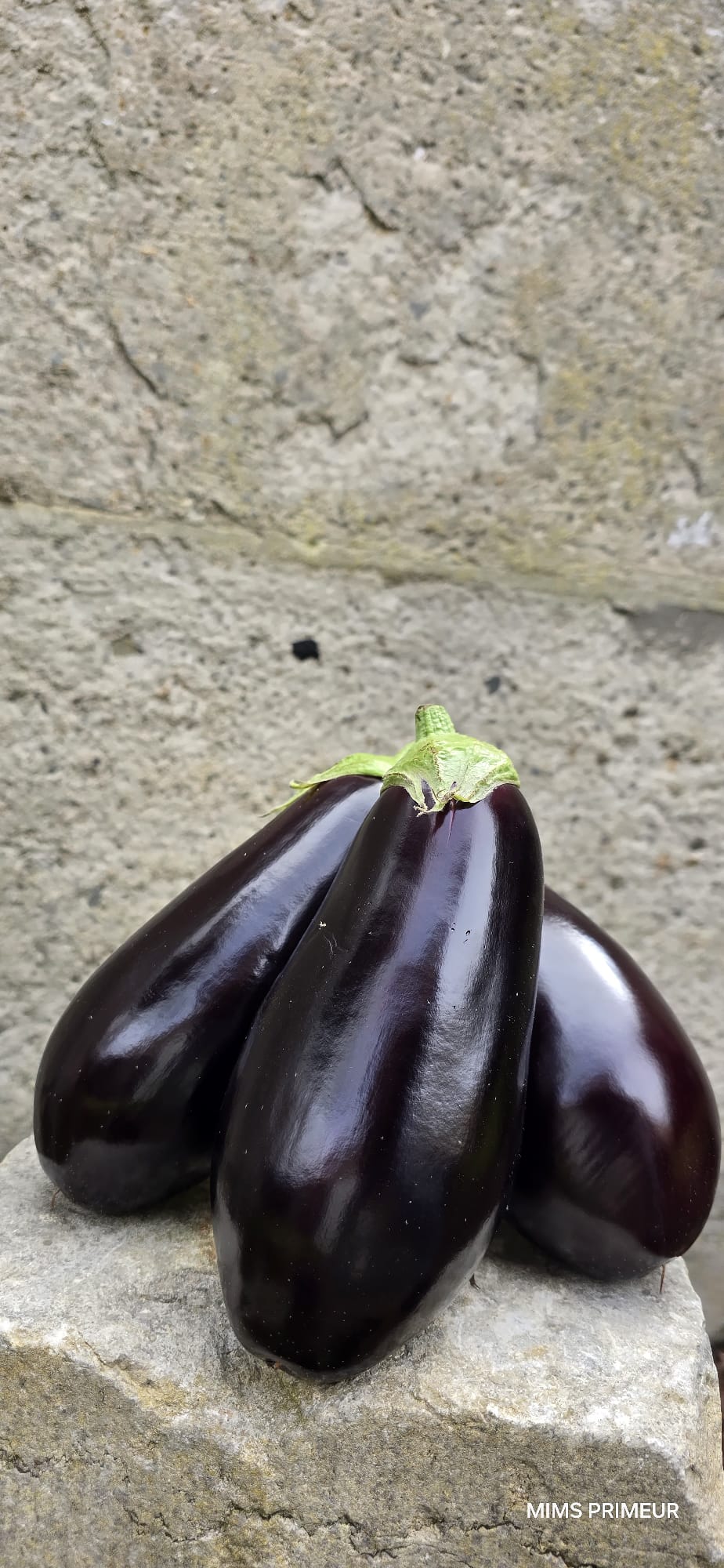 AUBERGINE NOIRE BELGE