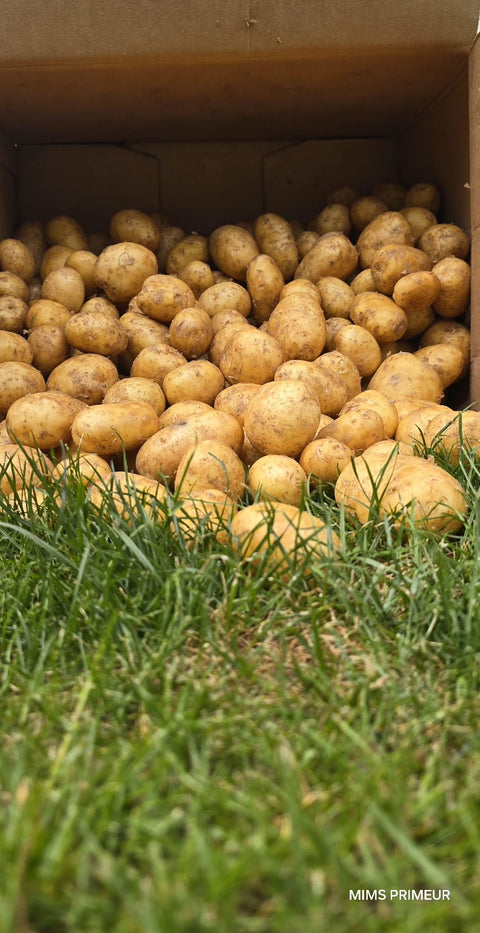 PATATE NOIRE DE NOIRMOUTIER