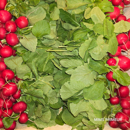 Bunch of radishes