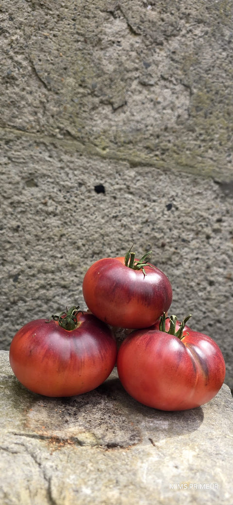 TOMATE BLEU BEAUTY