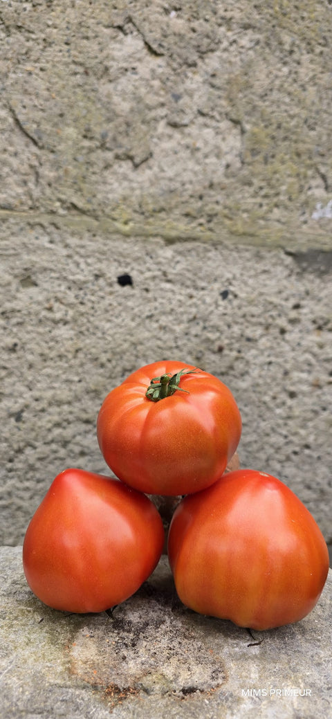TOMATE CŒUR DE BŒUF POINTU